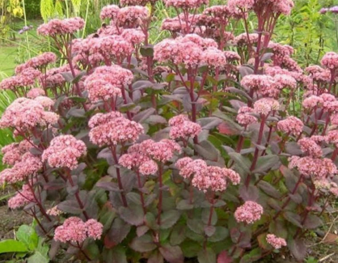 Hylotelephium - Stonecrop ´Matrona´ 1l