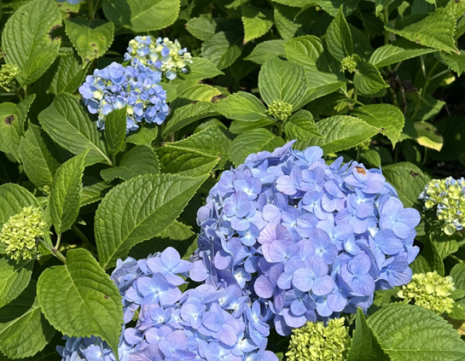 Hydrangea macrophylla Nikko Blue