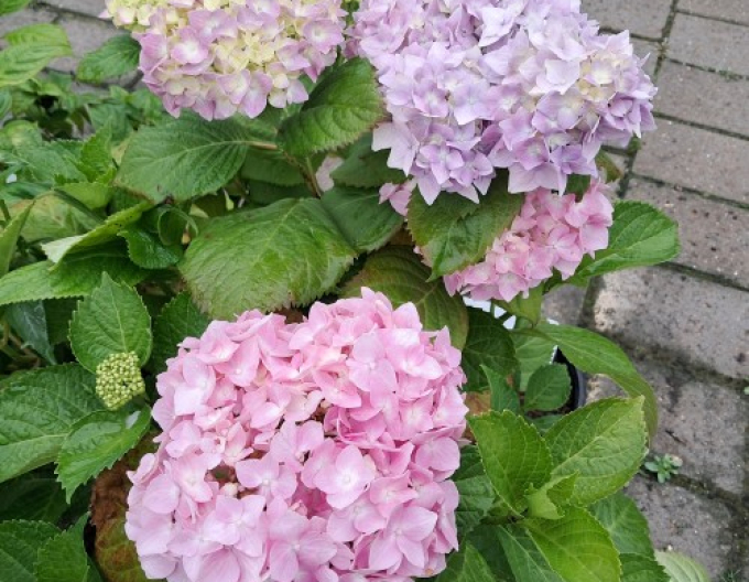 Hydrangea macrophylla Bouquet Rose