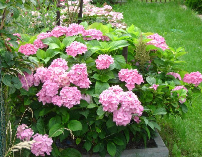 Hydrangea macrophylla Bouquet Rose