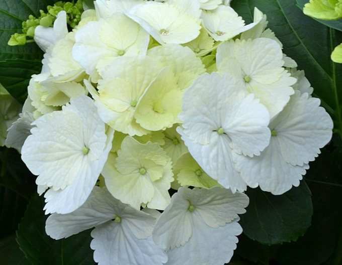 Hydrangea macrophylla Snowball