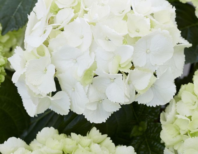 Hydrangea macrophylla Snowball