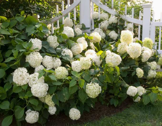 Hydrangea macrophylla Snowball