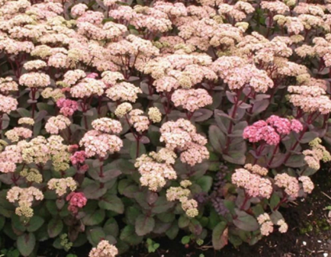 Hylotelephium - Stonecrop ´Matrona´ 1l