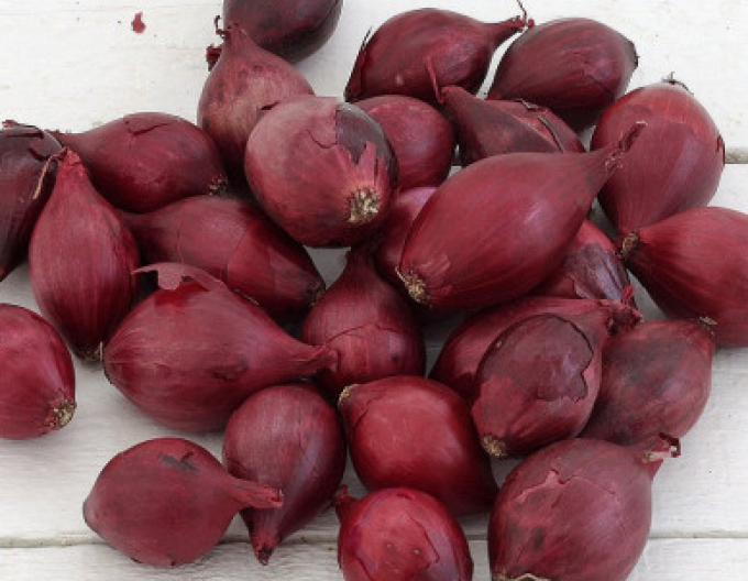 Ceapă pentru plantare Red Baron" 8/21 25kg