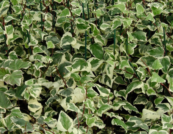 Iederă algeriană Gloire de Marengo