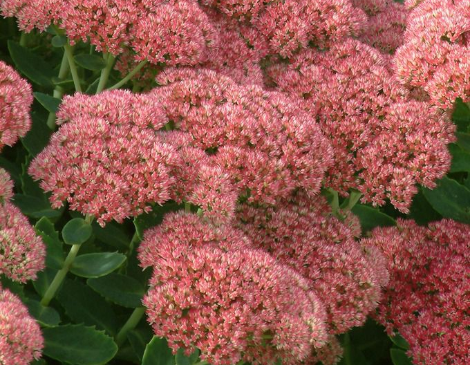 Sunătoare "Herbstfreude