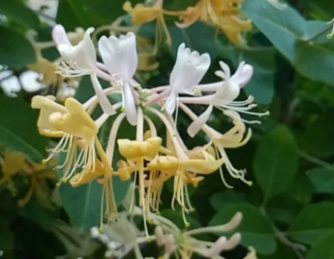 Caprifoi de pădure „Graham Thomas”