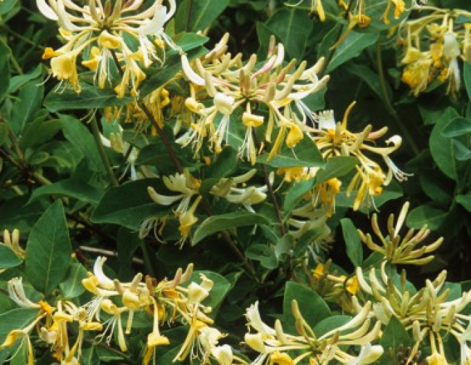 Caprifoi de pădure „Graham Thomas”