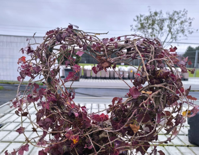 Iederă în formă de inimă