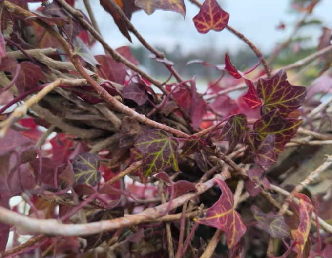 Iederă în formă de inimă