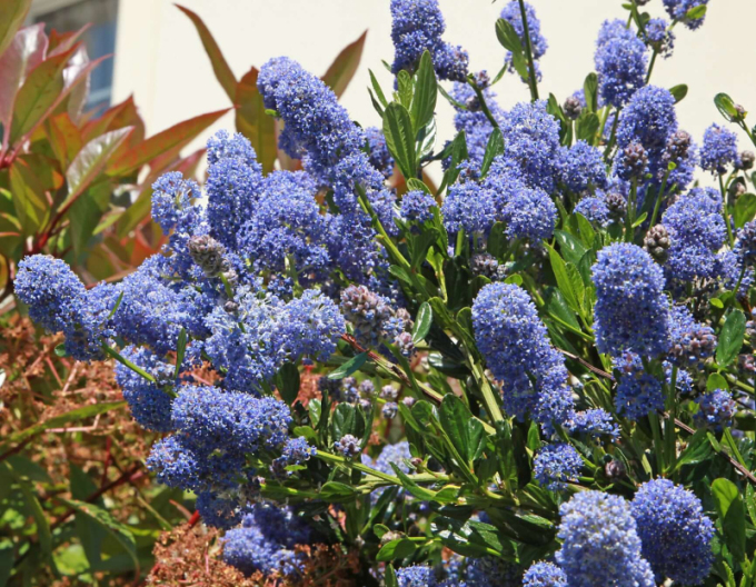 Ceanothus ’Julia Phelps’