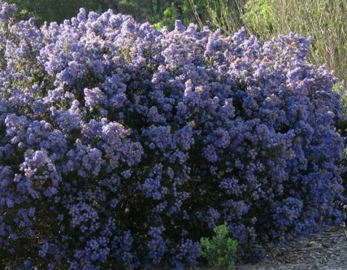 Ceanothus ’Julia Phelps’