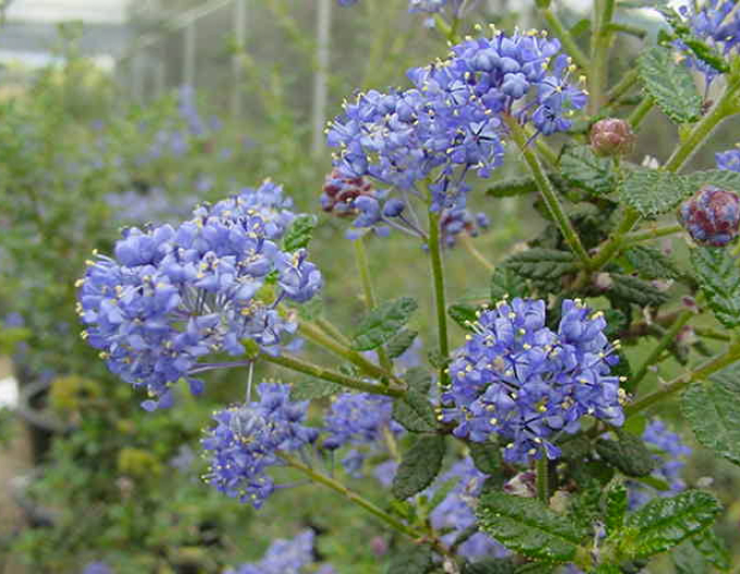 Ceanothus ’Julia Phelps’