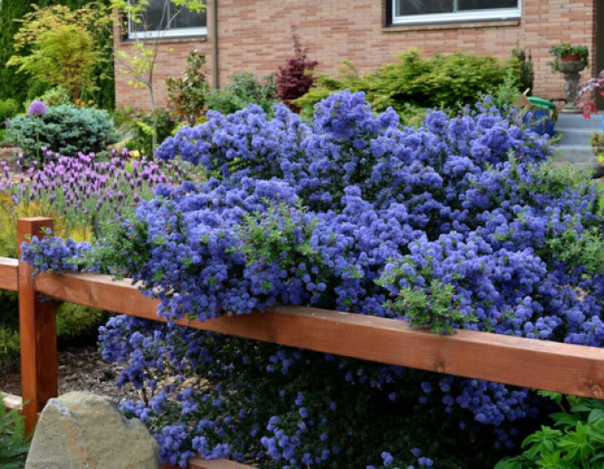 Ceanothus ’Julia Phelps’