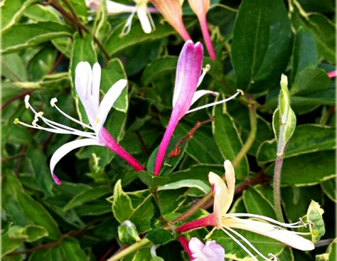 Caprifoi japonez "Purpurea