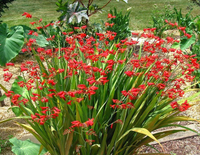 Crocosmia ’Emberglow’