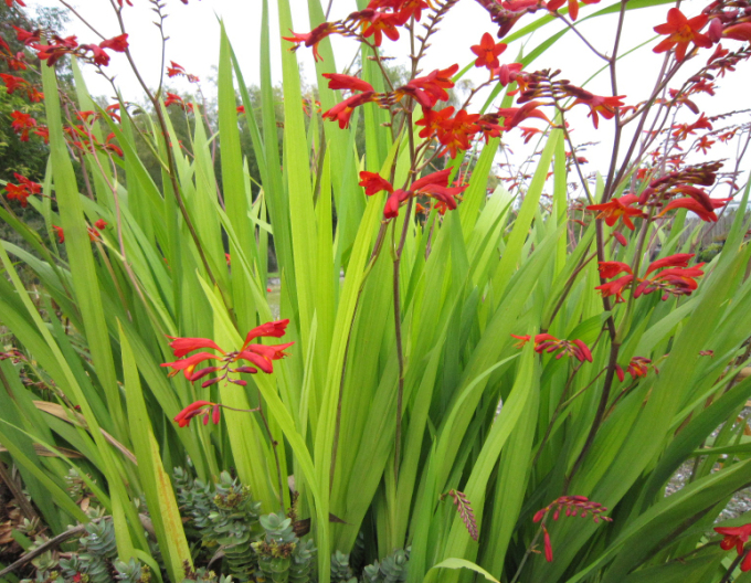 Crocosmia ’Emberglow’