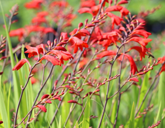 Crocosmia ’Emberglow’