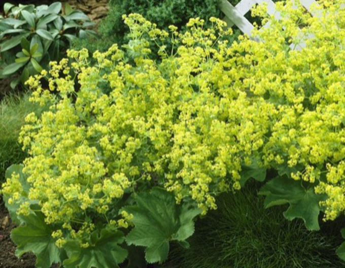 Alchemilla moale