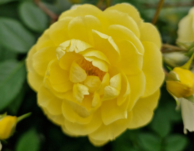 Trandafir Lemon Siluetta