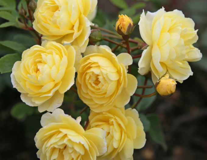 Trandafir Lemon Siluetta