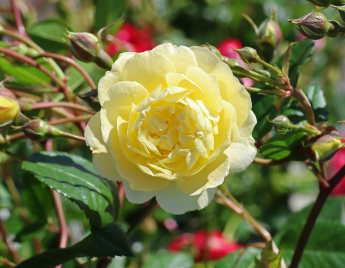 Trandafir Lemon Siluetta