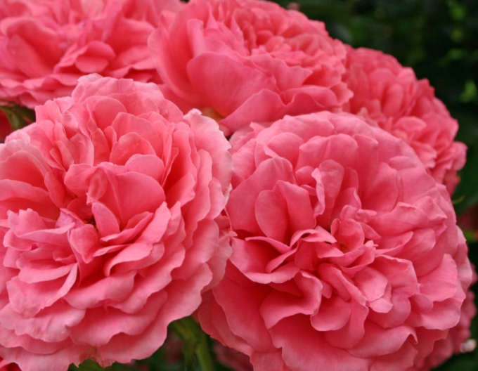 Trandafir Rosarium Uetersen