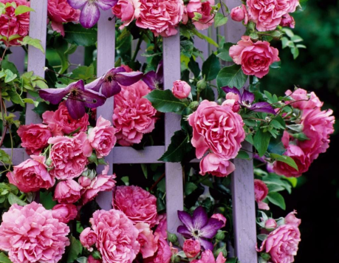 Trandafir Rosarium Uetersen