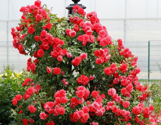 Trandafir Rosarium Uetersen