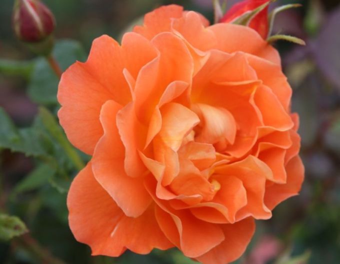 Trandafir Westerland