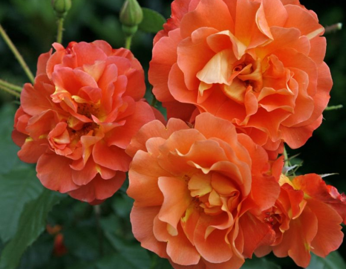 Trandafir Westerland