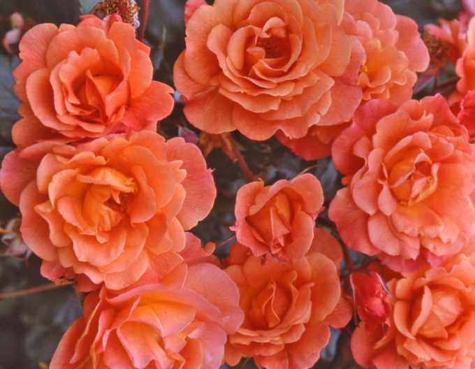 Trandafir Westerland