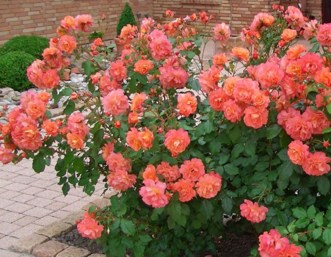 Trandafir Westerland