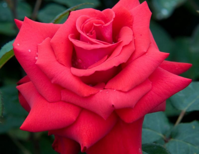 Trandafir Grand Amore