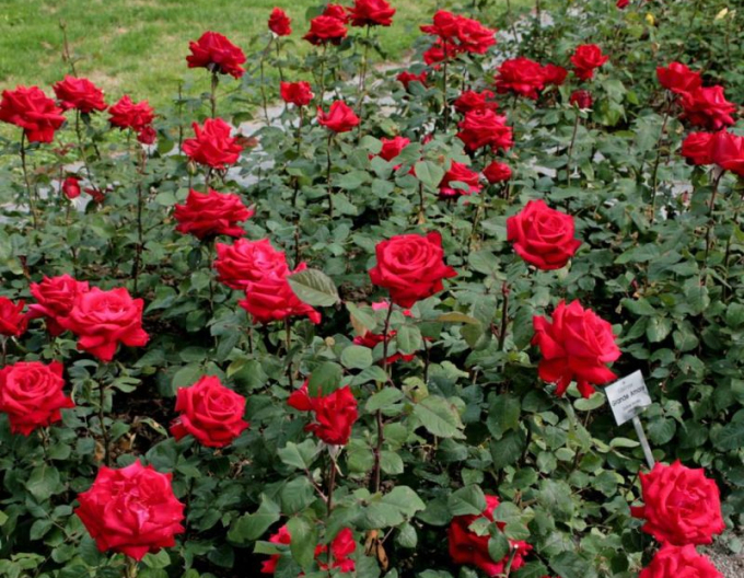 Trandafir Grand Amore