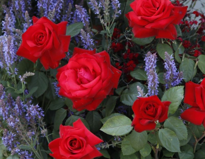 Trandafir Grand Amore