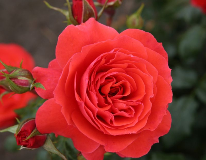 Trandafir Cherry Girl