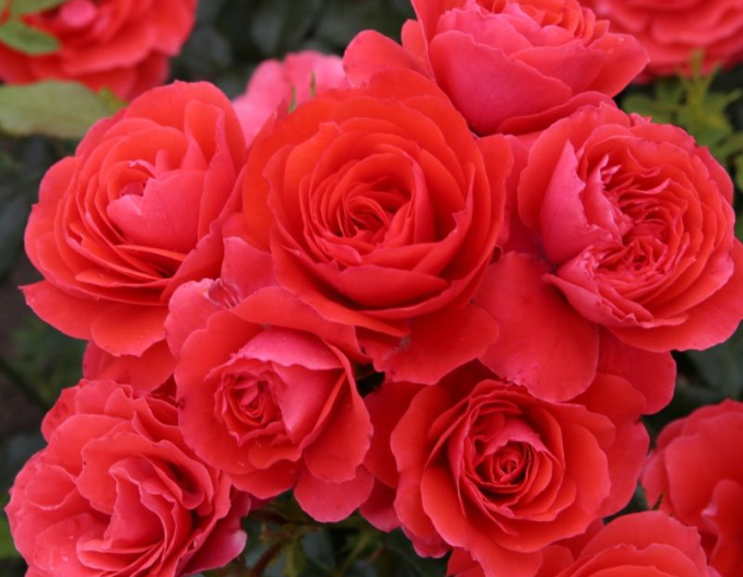 Trandafir Cherry Girl