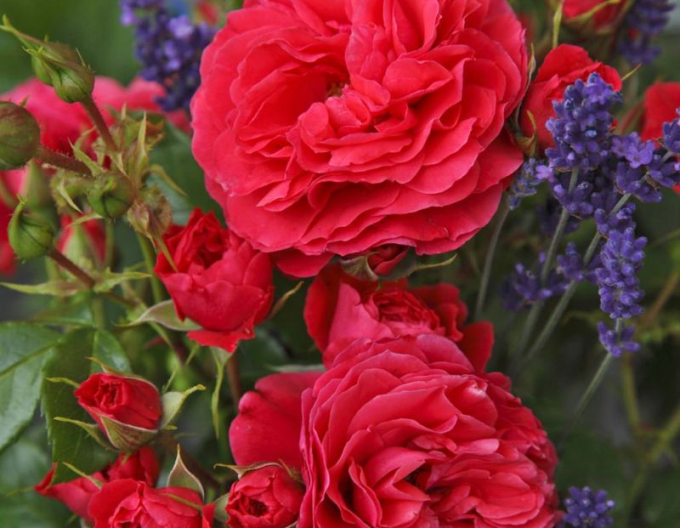 Trandafir Cherry Girl