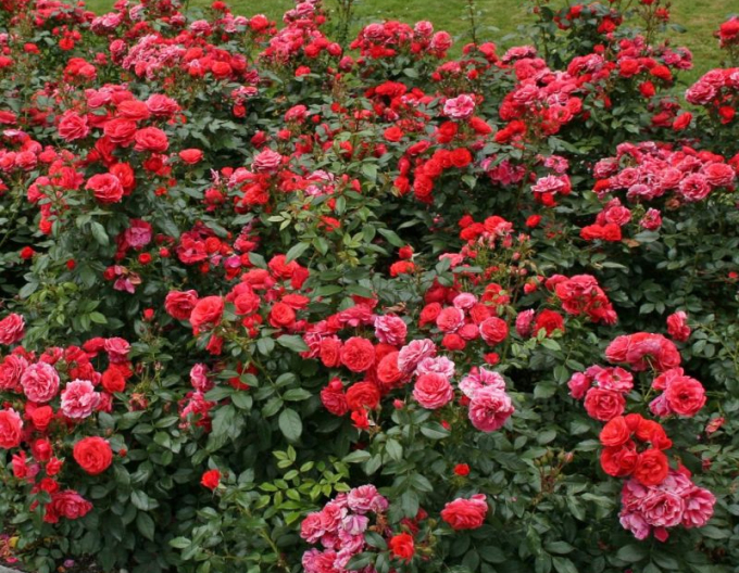 Trandafir Cherry Girl