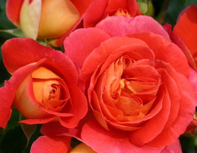 Trandafir ´Gebrüder Grimm´