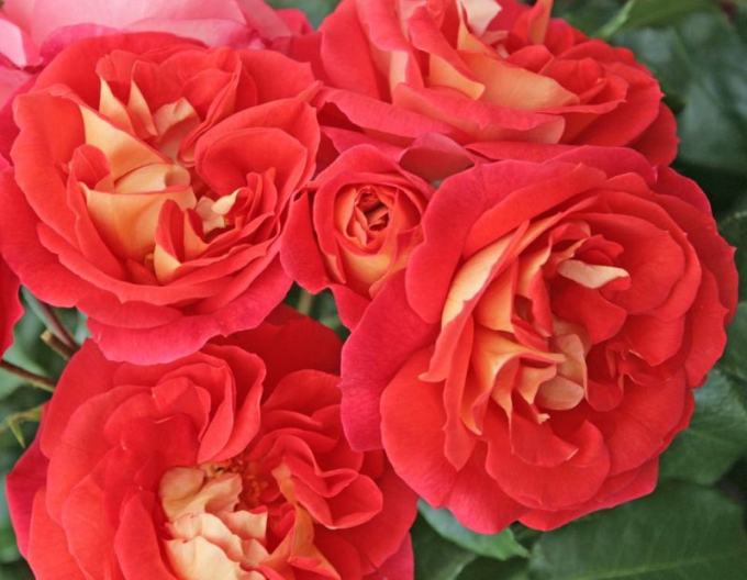 Trandafir ´Gebrüder Grimm´