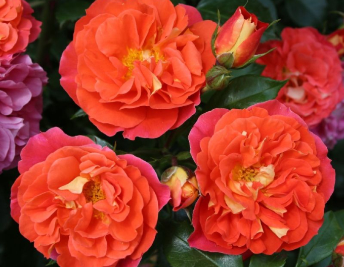 Trandafir ´Gebrüder Grimm´