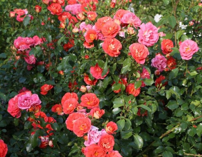 Trandafir ´Gebrüder Grimm´