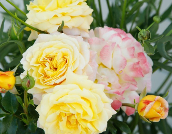 Trandafir  ´Rose der Hoffnung´