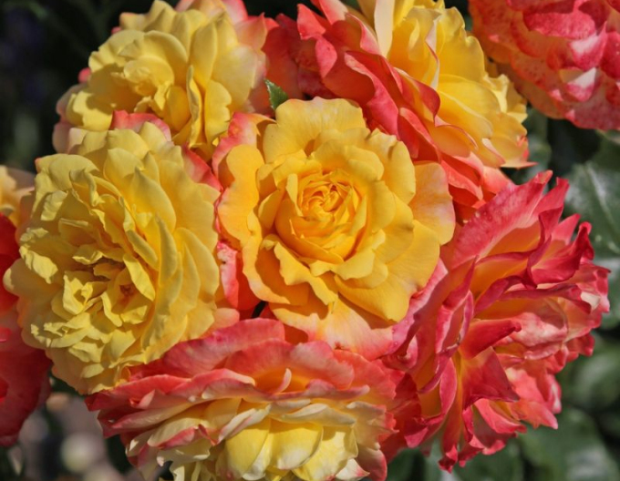 Trandafir  ´Rose der Hoffnung´