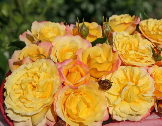 Trandafir  ´Rose der Hoffnung´