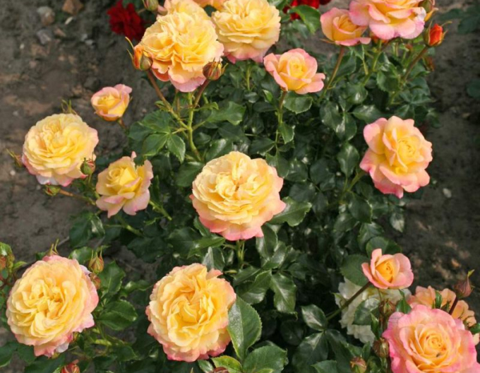 Trandafir  ´Rose der Hoffnung´