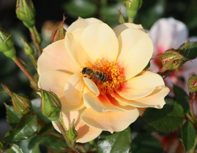 Trandafir  ´See You in Apricot´